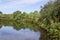 Lake with palm trees and dense foliage