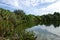 Lake with palm trees and dense foliage and reflections