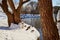 Lake in the Park with ducks and a tree trunk in the foreground on a sunny spring day