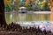 Lake Pavilion, Cypress Knees and Birds on a Lake