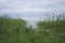 Lake Peipsi Chudskoe lake, grassy lakeside.