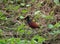 Lake PetÃ©n ItzÃ¡: home of the northern jacana