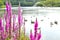 lake pink flower