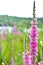 lake pink flowers