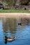 The lake at Pinner Memorial Park, Pinner, Middlesex, UK, photographed on a sunny spring day with duck in foreground.