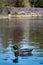 The lake at Pinner Memorial Park, Pinner, Middlesex, UK, photographed on a sunny spring day with duck in foreground.