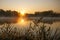 Lake plant grass in early morning