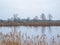 LAke with reed and bare trees in the Flemish countryside