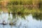 Lake with reed reflections closeup view with selective focus on foreground