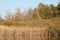 Lake, reed and trees in autumn