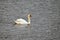 Lake, reed, winter birds, swans, migration, feather change, feather color change, young swans, cubs, birds, winter food, lake, pon