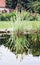 Lake and reflecting green reed in the garden