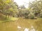 Lake in Regional Park Santo Andre Sao Paulo Brazil.