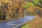 Lake road with vibrant leaves in autumn, Lake Towada - Kazuno, Akita, Japan