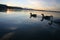 Lake Rotorua Ducks