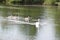 Lake scene with Swan and her signet swimming