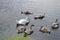 Lake scene with Swan and her signet swimming