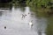 Lake scene with Swans and ducks swimming