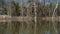 Lake scenery in winter with Sycamore Trees