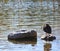 Lake shore in the evening light with stones and a duck on it