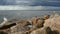 Lake Shore large boulders in the foreground