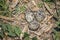 Lake Shore Nest and Eggs of a Killdeer