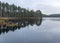 Lake shore, swampy forest background, bog pines and birches, land covered with swamp typical plants, swamp