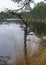 Lake shore, swampy forest background, bog pines and birches, land covered with swamp typical plants, swamp