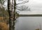 Lake shore, swampy forest background, bog pines and birches, land covered with swamp typical plants, swamp
