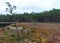 lake shore  swampy forest background  bog pines and birches  land covered with swamp typical plants  swamp