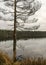 Lake shore, swampy forest background, bog pines and birches, land covered with swamp typical plants, swamp