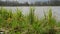 Lake shore with sweet grass and other plants swinging in the wind.