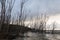 Lake shore in winter with tall, skeletal trees