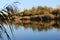 Lake shoreline reflecting in the water with sea grass in foreground