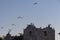 Lake Skadar - Panoramic view of flock of cormorant birds sitting on prison ruins on Island Grmozur in Lake Skadar National Park