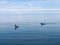 Lake superior with two loons