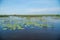 Lake Surface with Water Lily Flowers. Thale Noi Waterfowl Reserve Lake, Thailand