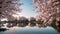 A lake surrounded by numerous cherry blossom trees in full bloom, reflecting their pink petals on the calm water surface, Cherry