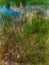 lake swamp edge overgrown grass in the water beautiful sky reflected