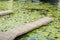 Lake swamp with water lilies overgrown with algae near the pier