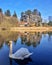 Lake with swan and rock in summer day