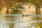 Lake Swimmers: Mallard Ducks Gliding on the Water