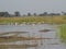 Lake Symphony: Panoramic View of Water Birds and Graceful Grasslands