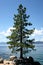 Lake Tahoe Tree