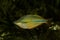 The Lake Tebera rainbowfish Melanotaenia herbertaxelrodi.