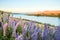 Lake Tekapo Landscape and Lupin Flower Field, New Zealand. Colorful Lupin Flowers in full bloom with background of Lake Tekapo