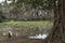 Lake and tree in Angkor Thom temple