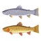 Lake trout and cutthroat trout