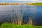 Lake and vegetation