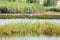 Lake vegetation reflection with a blurry swan on background